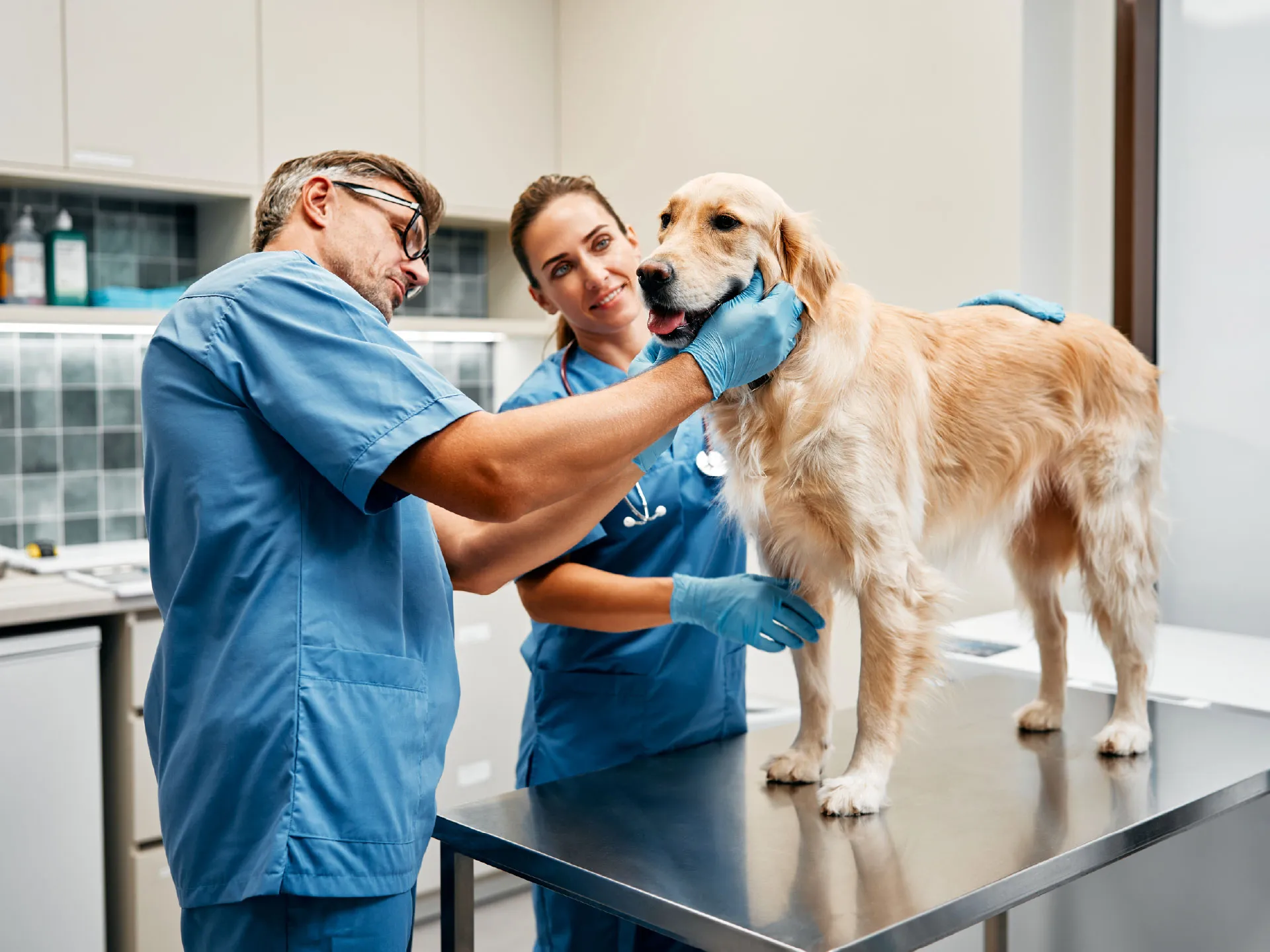 Software para veterinaria